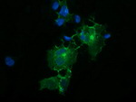 CD33 Antibody in Immunocytochemistry (ICC/IF)
