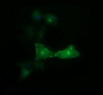 CD33 Antibody in Immunocytochemistry (ICC/IF)