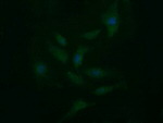 CD33 Antibody in Immunocytochemistry (ICC/IF)