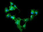 CD33 Antibody in Immunocytochemistry (ICC/IF)