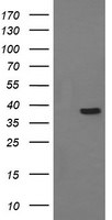 CD33 Antibody in Western Blot (WB)