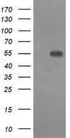 CD33 Antibody in Western Blot (WB)