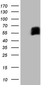 CD33 Antibody in Western Blot (WB)
