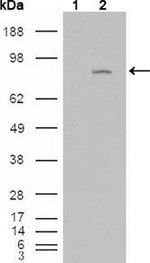 FGFR4 Antibody in Western Blot (WB)