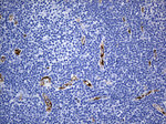 CD34 Antibody in Immunohistochemistry (Paraffin) (IHC (P))