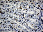 CD34 Antibody in Immunohistochemistry (Paraffin) (IHC (P))
