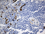 CD34 Antibody in Immunohistochemistry (Paraffin) (IHC (P))
