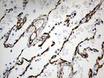 CD34 Antibody in Immunohistochemistry (Paraffin) (IHC (P))