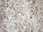 CD34 Antibody in Immunohistochemistry (Paraffin) (IHC (P))
