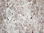 CD34 Antibody in Immunohistochemistry (Paraffin) (IHC (P))