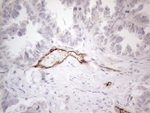 CD34 Antibody in Immunohistochemistry (Paraffin) (IHC (P))