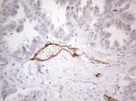 CD34 Antibody in Immunohistochemistry (Paraffin) (IHC (P))