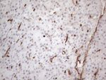 CD34 Antibody in Immunohistochemistry (Paraffin) (IHC (P))