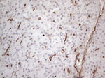 CD34 Antibody in Immunohistochemistry (Paraffin) (IHC (P))