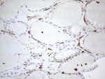 CD34 Antibody in Immunohistochemistry (Paraffin) (IHC (P))