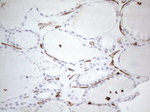 CD34 Antibody in Immunohistochemistry (Paraffin) (IHC (P))