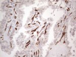 CD34 Antibody in Immunohistochemistry (Paraffin) (IHC (P))