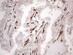 CD34 Antibody in Immunohistochemistry (Paraffin) (IHC (P))