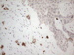 CD34 Antibody in Immunohistochemistry (Paraffin) (IHC (P))