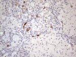 CD34 Antibody in Immunohistochemistry (Paraffin) (IHC (P))