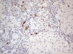 CD34 Antibody in Immunohistochemistry (Paraffin) (IHC (P))