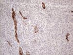 CD34 Antibody in Immunohistochemistry (Paraffin) (IHC (P))