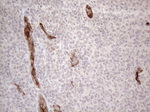 CD34 Antibody in Immunohistochemistry (Paraffin) (IHC (P))