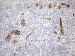 CD34 Antibody in Immunohistochemistry (Paraffin) (IHC (P))