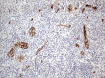 CD34 Antibody in Immunohistochemistry (Paraffin) (IHC (P))