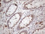 CD34 Antibody in Immunohistochemistry (Paraffin) (IHC (P))