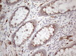CD34 Antibody in Immunohistochemistry (Paraffin) (IHC (P))