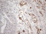 CD34 Antibody in Immunohistochemistry (Paraffin) (IHC (P))