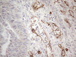 CD34 Antibody in Immunohistochemistry (Paraffin) (IHC (P))