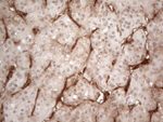 CD34 Antibody in Immunohistochemistry (Paraffin) (IHC (P))
