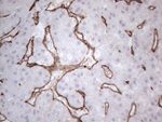 CD34 Antibody in Immunohistochemistry (Paraffin) (IHC (P))