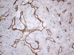 CD34 Antibody in Immunohistochemistry (Paraffin) (IHC (P))
