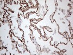 CD34 Antibody in Immunohistochemistry (Paraffin) (IHC (P))