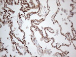 CD34 Antibody in Immunohistochemistry (Paraffin) (IHC (P))