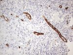 CD34 Antibody in Immunohistochemistry (Paraffin) (IHC (P))