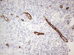 CD34 Antibody in Immunohistochemistry (Paraffin) (IHC (P))