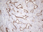 CD34 Antibody in Immunohistochemistry (Paraffin) (IHC (P))