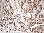 CD34 Antibody in Immunohistochemistry (Paraffin) (IHC (P))