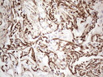 CD34 Antibody in Immunohistochemistry (Paraffin) (IHC (P))