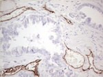 CD34 Antibody in Immunohistochemistry (Paraffin) (IHC (P))