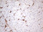 CD34 Antibody in Immunohistochemistry (Paraffin) (IHC (P))