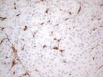 CD34 Antibody in Immunohistochemistry (Paraffin) (IHC (P))