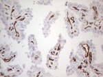 CD34 Antibody in Immunohistochemistry (Paraffin) (IHC (P))