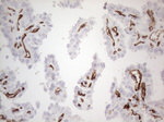 CD34 Antibody in Immunohistochemistry (Paraffin) (IHC (P))