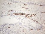 CD34 Antibody in Immunohistochemistry (Paraffin) (IHC (P))