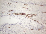 CD34 Antibody in Immunohistochemistry (Paraffin) (IHC (P))